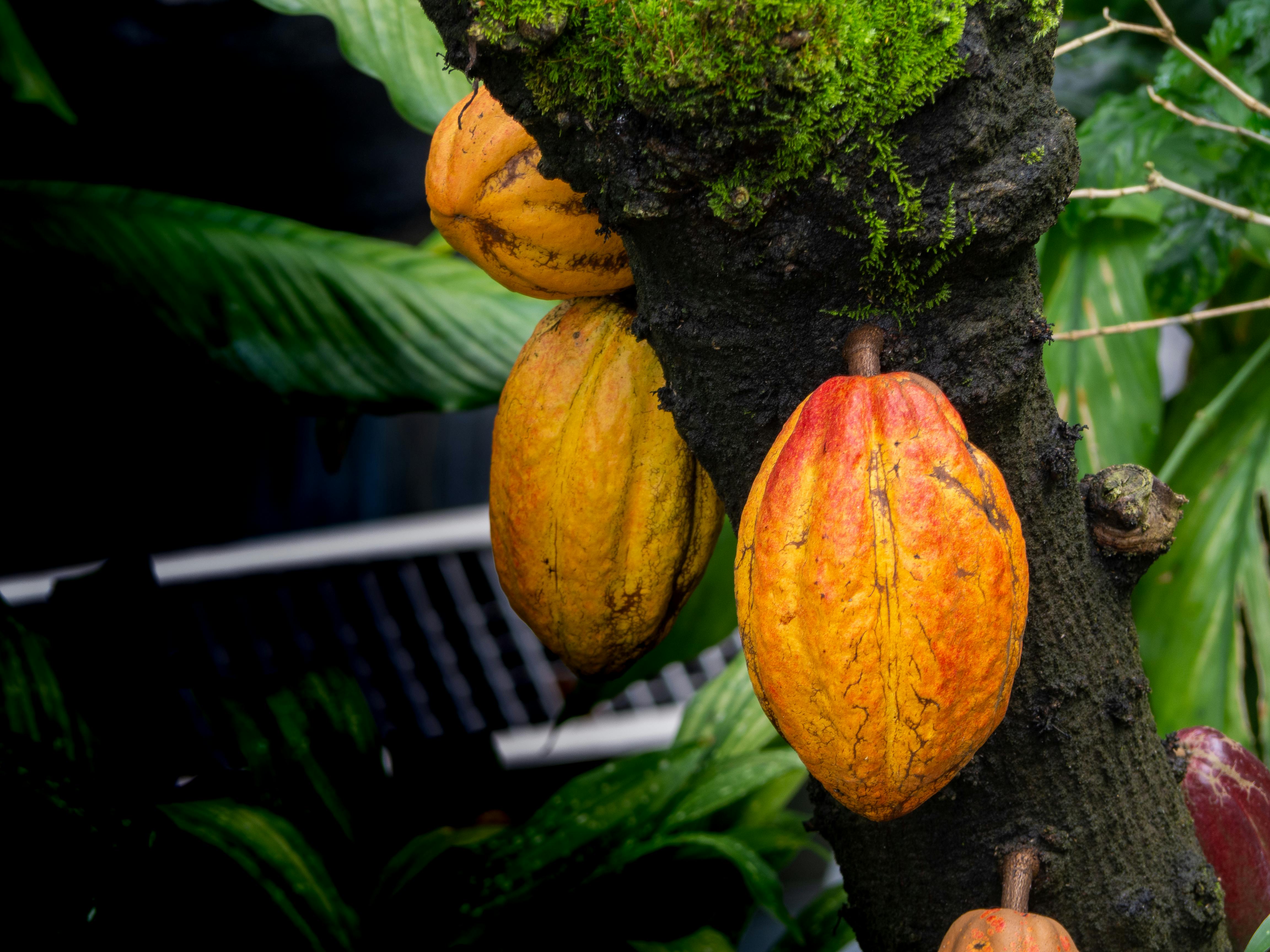 Cocoa pods ripening on tree